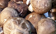 香菇的种植技术