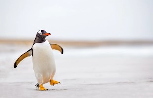 生活在无淡水环境下的企鹅喝什么？