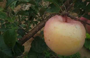 苹果发黄不上色，是什么原因造成的？